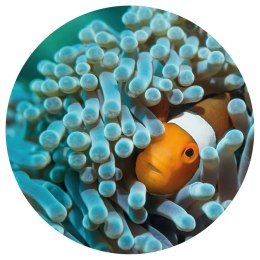 Lumarko Okrągła fototapeta Nemo the Anemonefish, 142,5 cm