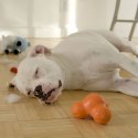 Zabawka dla psa Tux z Zogoflexu, pomarańczowa, rozmiar L Lumarko