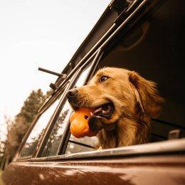 Zabawka dla psa Tux z Zogoflexu, pomarańczowa, rozmiar S Lumarko