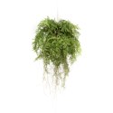 Emerald Sztuczna wisząca paproć z korzeniami, 55 cm
